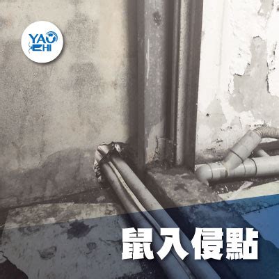 住家有老鼠|民眾如何配合居家老鼠防治工作